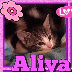 Thumbnail photo of Aliya #2