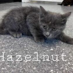 Photo of Hazelnut