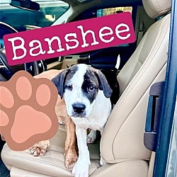 Photo of Banshee