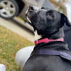 Photo of Nala