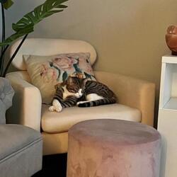 Photo of Rue