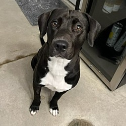 Photo of Luna