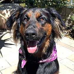 Photo of Daisy Ann - Foster or Adopt Me!
