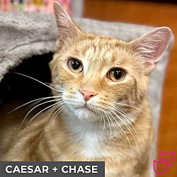 Photo of Caesar (bonded with Chase)