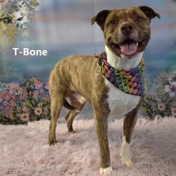 Thumbnail photo of T-bone #3