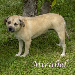 Thumbnail photo of Mirabel D22-049 #3