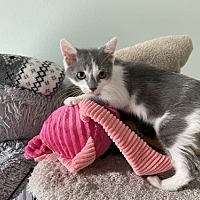 adopt a pet