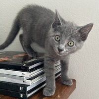 adopt a pet