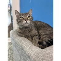 adopt-pet