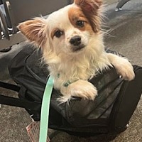 adopt a pet