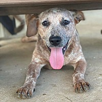 adopt a pet
