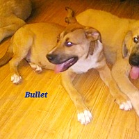 Photo of Bullet