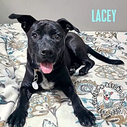 Thumbnail photo of Lacey #1
