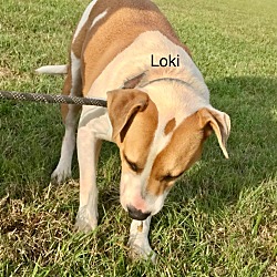 Thumbnail photo of Loki #4