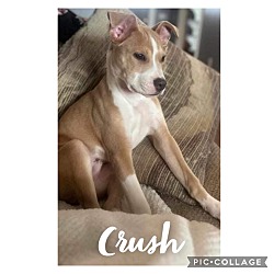 Photo of Crush