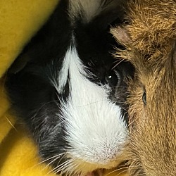 Photo of Cookie *bonded With Brownie*