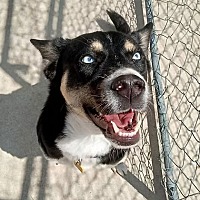 adopt a pet