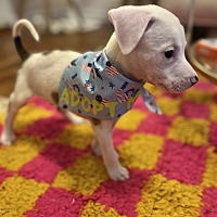 adopt a pet
