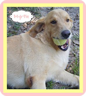 Covington La Golden Retriever Meet Myrtle A Pet For Adoption