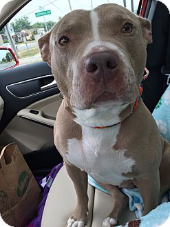 hazel park mi american pit bull