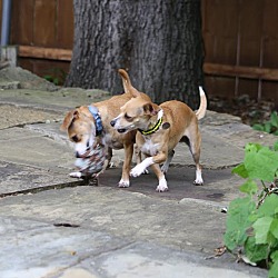 Thumbnail photo of Millie and Tillie #4