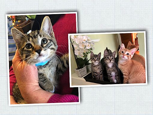 Madison Wi Domestic Shorthair Meet Simba Adoption Pending A Pet For Adoption