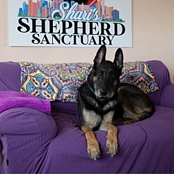 Photo of Blitz