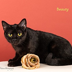 Thumbnail photo of Black beauty #1