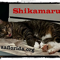 Thumbnail photo of Shikamaru #2