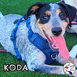 Thumbnail photo of KODA #2