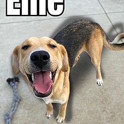 Thumbnail photo of Ellie #1