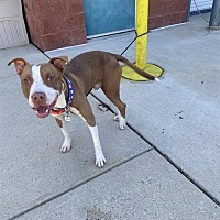adopt a pet