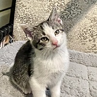 adopt-pet