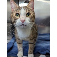 adopt-pet