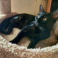 adopt-pet