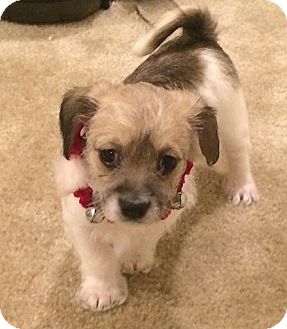 jack russell maltese mix for sale