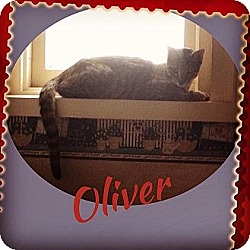 Thumbnail photo of Oliver #3