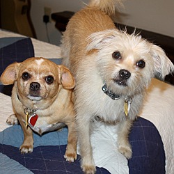 bonded pet photo