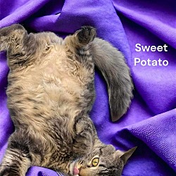 Thumbnail photo of Sweet Potato #1
