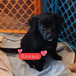 Photo of Kosmo