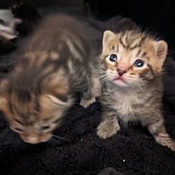 Thumbnail photo of Baby Kitten 1 #3