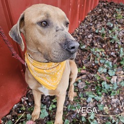 Thumbnail photo of Vega #3