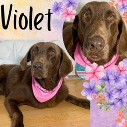 Thumbnail photo of Violeta #1
