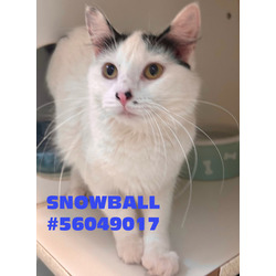 Photo of Snowball