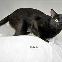 Thumbnail photo of Celeste #2