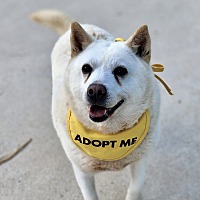 adopt a pet