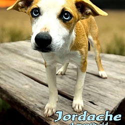 Thumbnail photo of Jordache #3