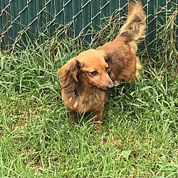 bonded pet photo