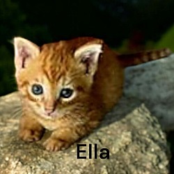 Thumbnail photo of Ella #2