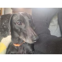adopt-pet